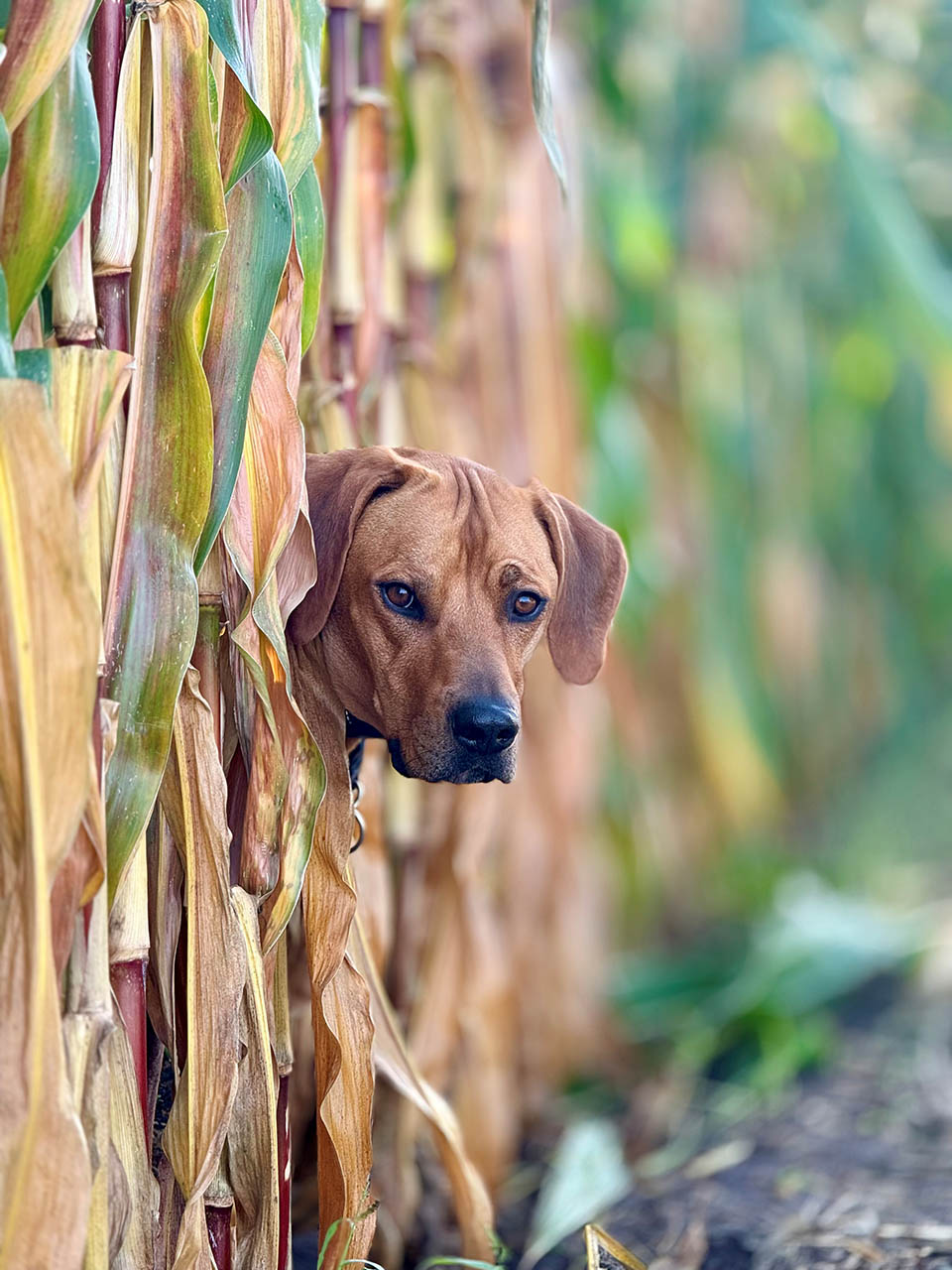 Darou aus Oelde-Lette